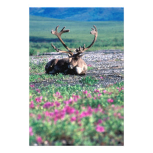 Foto EE. UU., Alaska, Parque Nacional Denali, Reno