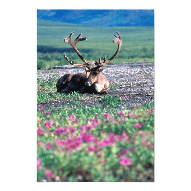 Foto EE. UU., Alaska, Parque Nacional Denali, Reno (Frente)