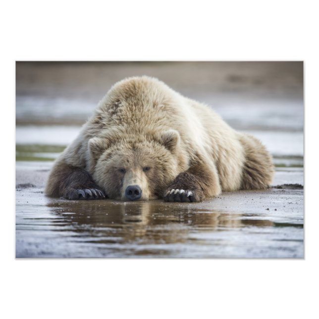 Foto EE. UU., Alaska, Parque Nacional Katmai, Oso Pardo (Frente)