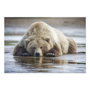 Foto EE. UU., Alaska, Parque Nacional Katmai, Oso Pardo