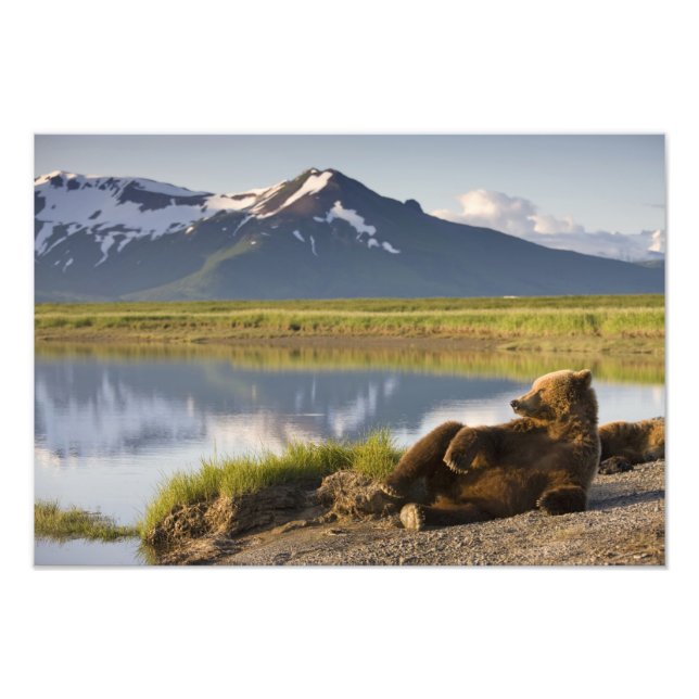 Foto EE. UU., Alaska, Parque Nacional Katmai, Osos Pard (Frente)