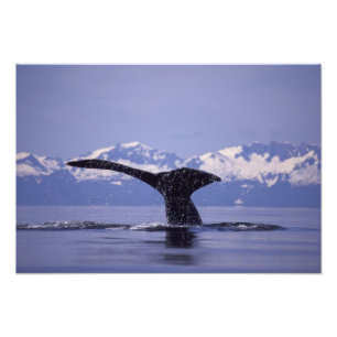 Foto EE. UU., Alaska, Pasaje Interior Ballena jorobada