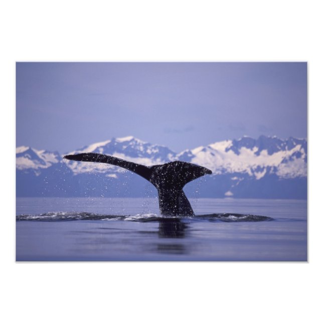 Foto EE. UU., Alaska, Pasaje Interior Ballena jorobada (Frente)