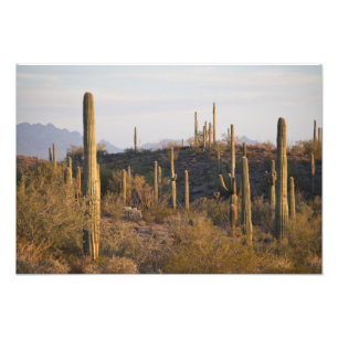 Foto EE. UU., Arizona, Desierto de Sonora, Ajo, Ajo 2