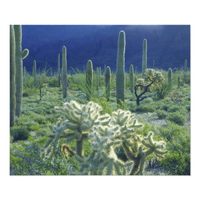 Foto EE. UU., Arizona, Monumento Nacional Cactus de Tub (Frente)