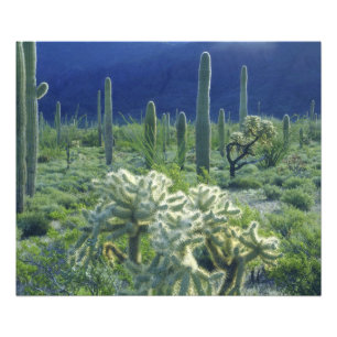 Foto EE. UU., Arizona, Monumento Nacional del Cactus de