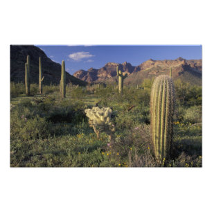 Foto EE. UU., Arizona, Monumento Nacional Organ Pipe.