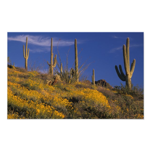 Foto EE. UU., Arizona, Organ Pipe Cactus National 2 (Frente)
