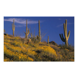 Foto EE.UU., Arizona, Organ Pipe Cactus National 2