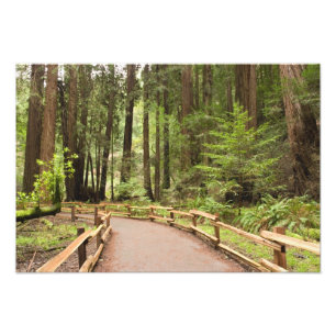Foto EE.UU., California, Condado de Marin, Muir Woods
