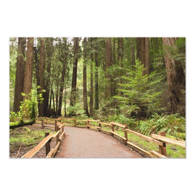 Foto EE.UU., California, Condado de Marin, Muir Woods (Frente)