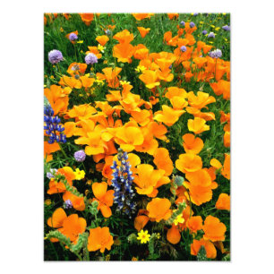 Foto EE. UU., California, Gorman. Detalle de campo de