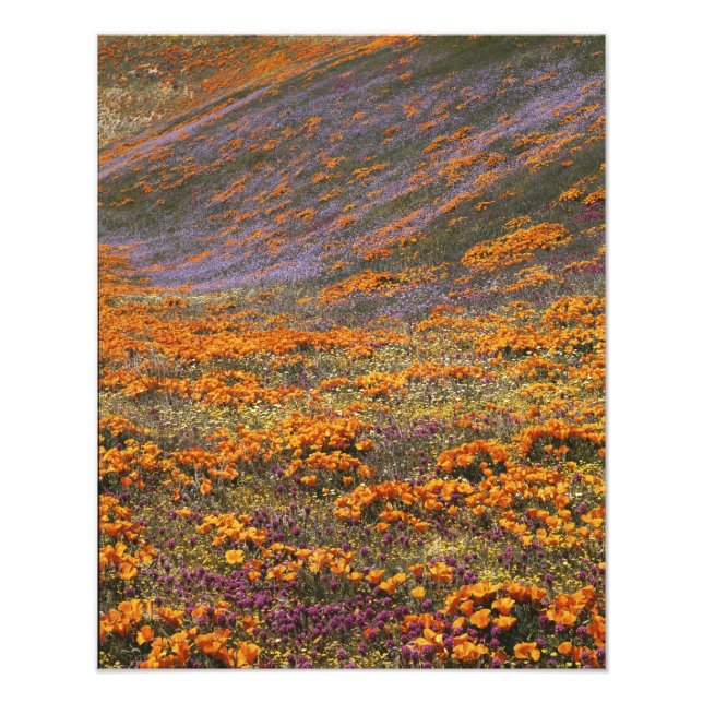 Foto EE. UU., California, Montañas Tehachapi, 2 (Frente)