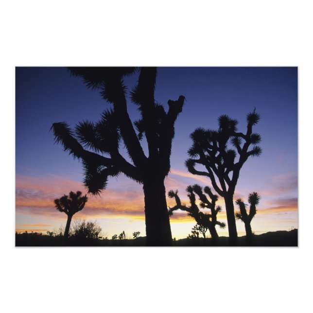 Foto EE. UU., California, Parque Nacional Joshua Tree, (Frente)