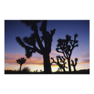 Foto EE. UU., California, Parque Nacional Joshua Tree,