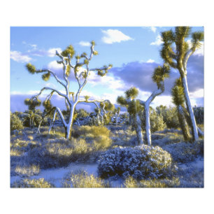 Foto EE. UU., California, Parque Nacional Joshua Tree.