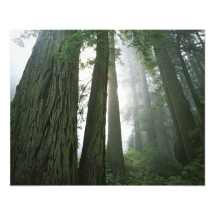 Foto EE. UU., California, Parque Nacional Redwood,