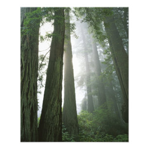 Foto EE. UU., California, Parque Nacional Redwood, 2