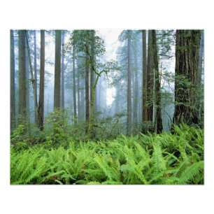Foto EE. UU., California, Parque Nacional Redwood. Árbo