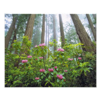 EE. UU., California, Parque Nacional Redwood. Rhod