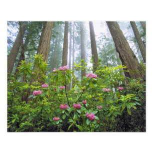 Foto EE. UU., California, Parque Nacional Redwood. Rhod