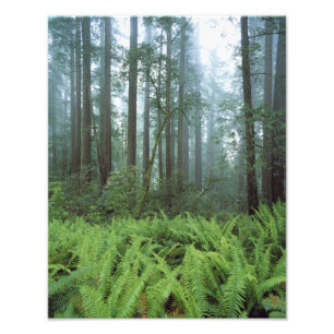 Foto EE. UU., California, Redwood NP. Helechos y