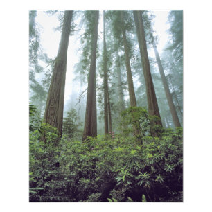 Foto EE. UU., California, Redwood NP. La niebla filtra