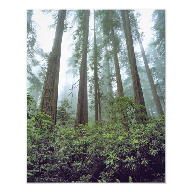 Foto EE.UU., California, Redwood NP. La niebla filtra e (Frente)
