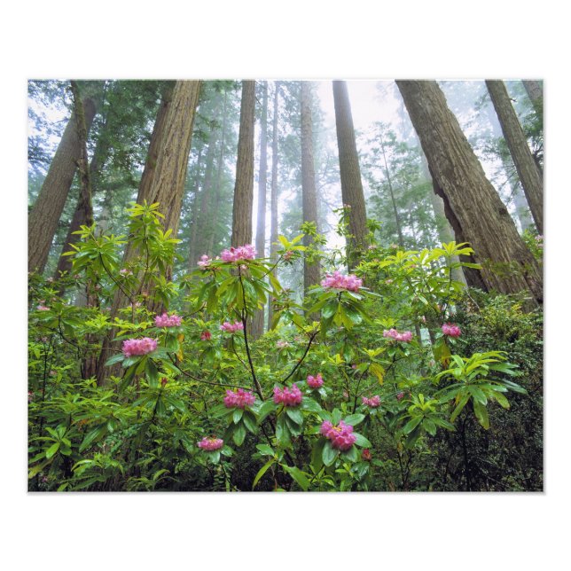 Foto EE.UU., California, Redwood NP. Rhododendron (Frente)