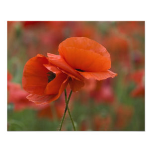 Foto EE. UU., Carolina del Norte. Dos amapolas rojas