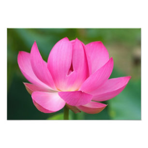 Foto EE. UU.; Carolina del Norte; Flor de loto