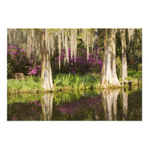 Foto EE. UU., Carolina del Sur, Charleston. Cipreses