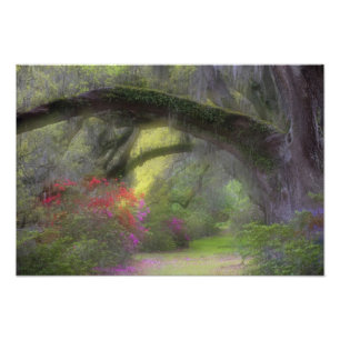 Foto EE. UU., Carolina del Sur, Jardines de Magnolia.