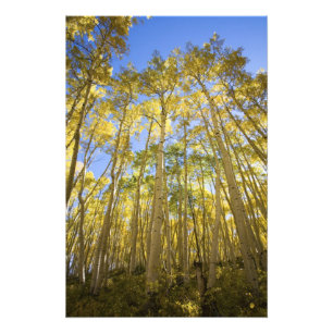 Foto EE. UU., Colorado, Álamos Temblones de Otoño a lo 