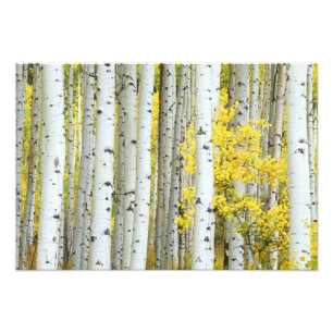 Foto EE. UU., Colorado, Bosque Nacional White River,