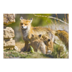 Foto EE. UU., Colorado, Breckenridge. Madre de zorro ro