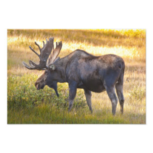Foto EE. UU., Colorado, Cameron Pass. Alce macho