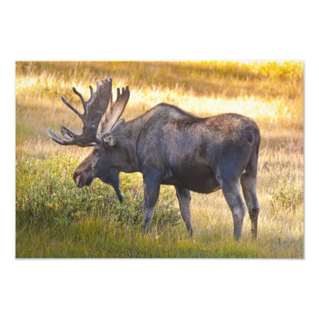 Foto EE. UU., Colorado, Cameron Pass. Alce macho (Frente)