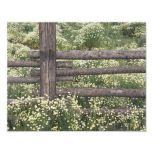 Foto EE. UU., Colorado, manzanilla silvestre alrededor