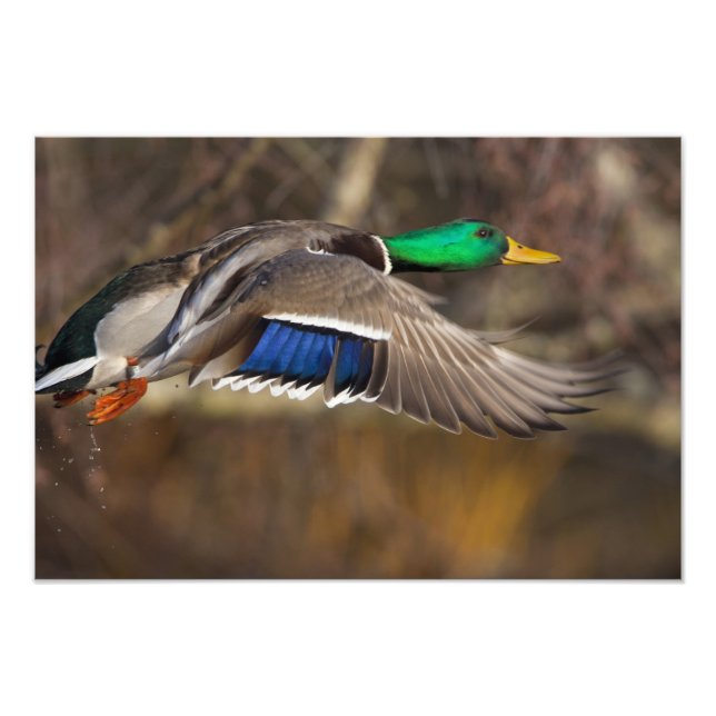 Foto EE. UU., Estado de Washington, Mallard, macho, vue (Frente)