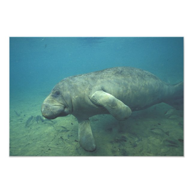 Foto EE. UU., FL, Manatee (Frente)