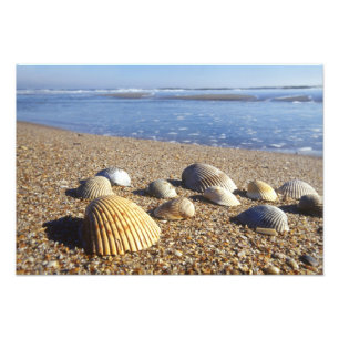 Foto EE. UU., Florida, conchas marinas costeras