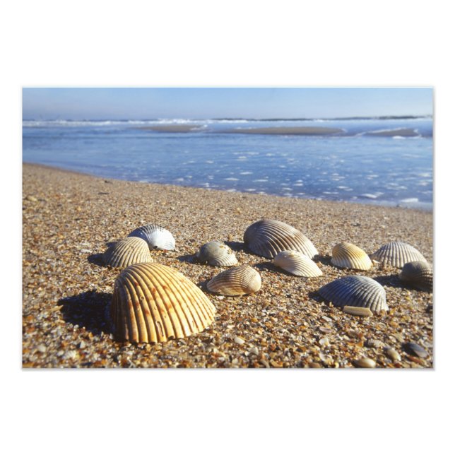 Foto EE. UU., Florida, conchas marinas costeras (Frente)