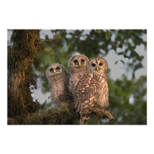 Foto EE.UU., Florida, Humedales de Viera. Tres barras