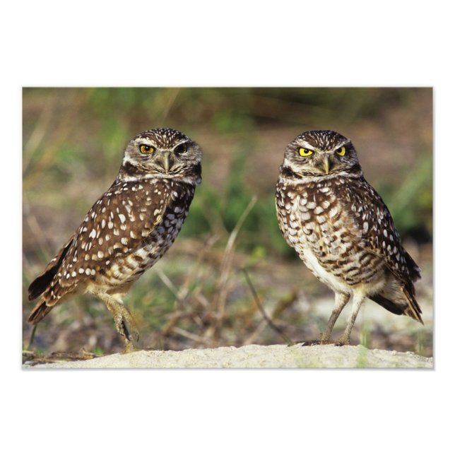 Foto EE.UU., Florida, Isla Sanibel. Cierre de (Frente)