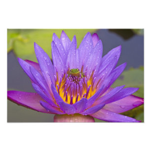 Foto EE.UU., Florida, Lago Kissimmee. Rana de hoja verd