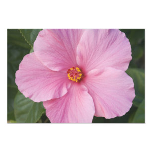 Foto EE. UU., Florida, Sanibel, Hibisco Rosa de
