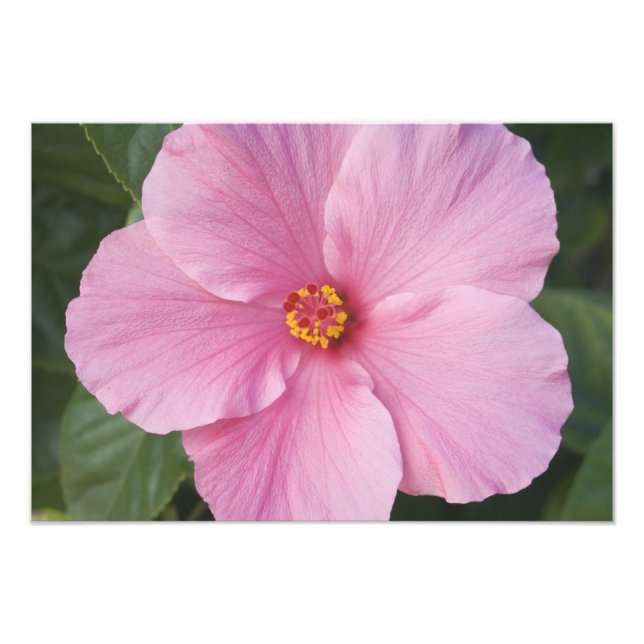 Foto EE. UU., Florida, Sanibel, Hibisco Rosa de (Frente)