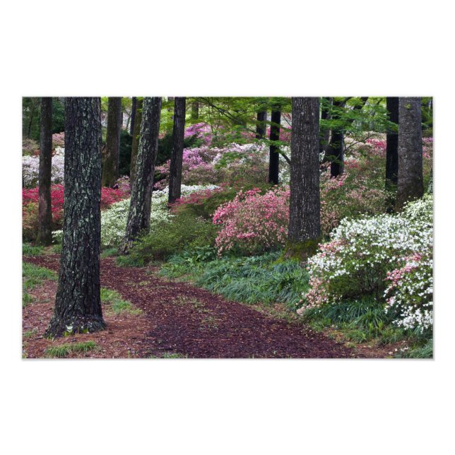 Foto EE.UU., Georgia, Callaway Gardens. Camino (Frente)