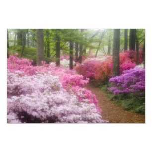 Foto EE. UU.; Georgia; Pine Mountain. Azaleas en